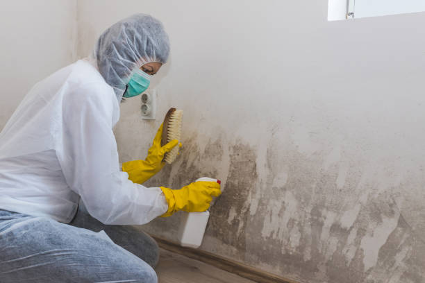 Best HVAC Mold Inspection and Cleaning  in West Freehold, NJ