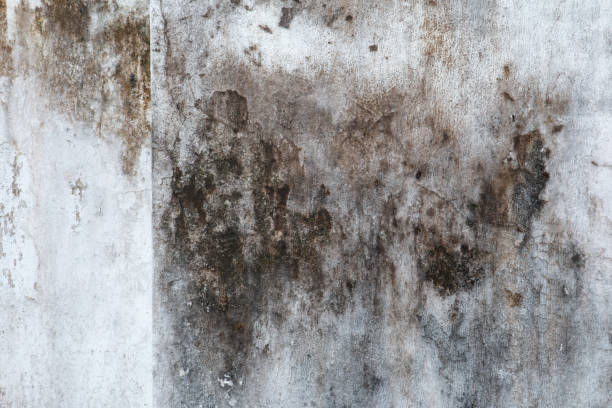 Best Mold Documentation for Insurance Claims  in West Freehold, NJ
