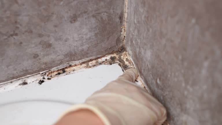 West Freehold, NJ Mold Removal Company