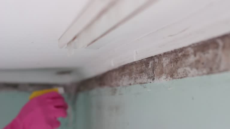 Best Mold Removal for HVAC Installations  in West Freehold, NJ